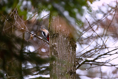 Bird perching on a tree