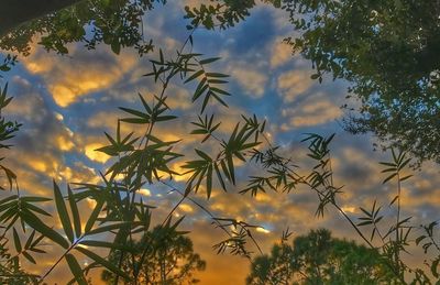 Low angle view of trees against sky at sunset