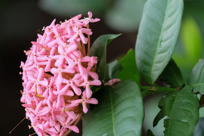 Close-up of pink flowering plant