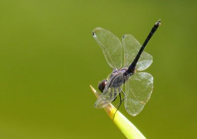 Close-up of butterfly