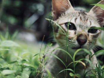 Close-up of tabby cat