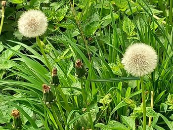 plant