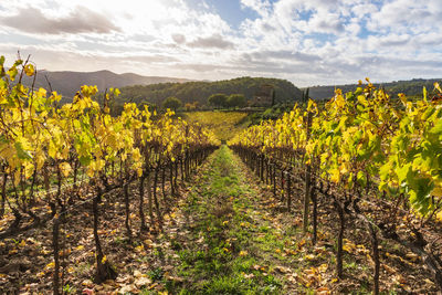 Scenic view of vineyard against sky