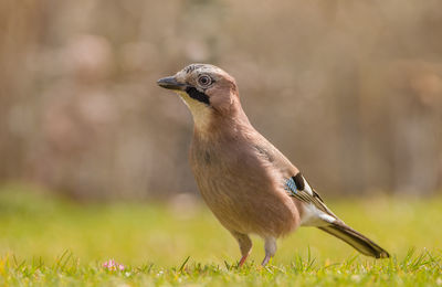 Close-up of a bird on field