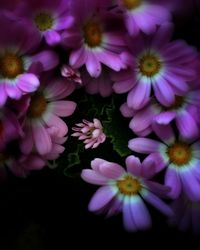 Close-up of pink flowers