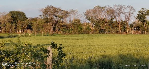 Trees on field against sky