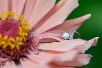 Close-up of red flower