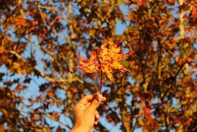 Cropped image of hand holding maple leaves against trees during autumn