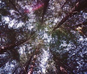 Low angle view of trees