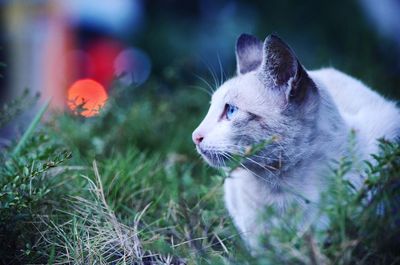 Close-up of cat