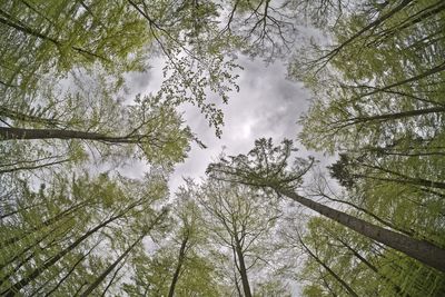 Low angle view of tree branches against sky