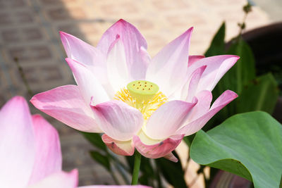 Close-up of pink water lily