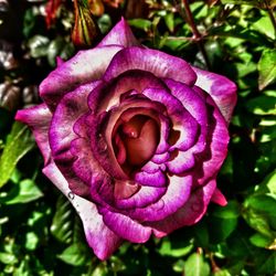 Close-up of purple rose