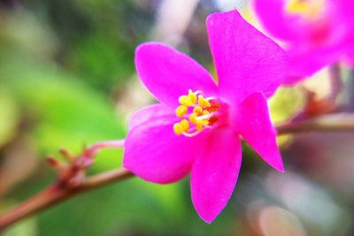 Close-up of pink rose flower