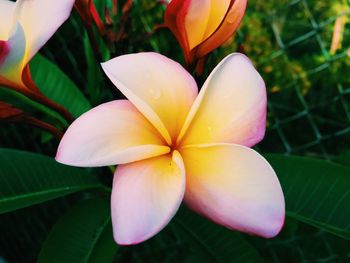 Close-up of frangipani blooming outdoors