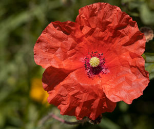 Close-up of red flowering plant