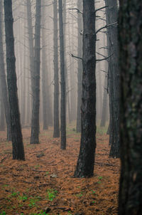 Trees in forest