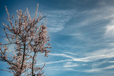 Low angle view of blossom tree against sky