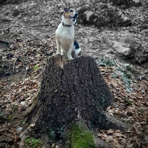 Portrait of young man sitting on tree trunk