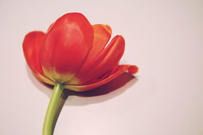 Close-up of tulip against white background