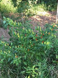 Plants growing on field