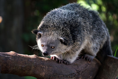 Binturong who was looking for lunch