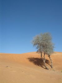 Tree on sand dune against clear blue sky