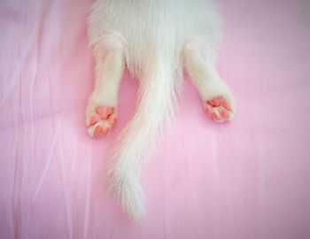 Low section of white cat on pink sheet