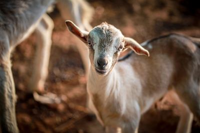 Portrait of a goat