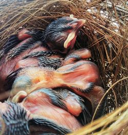 High angle view of young bird in nest