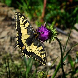 Close-up of butterfly pollinating on flower