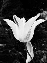 Close-up of white crocus blooming outdoors