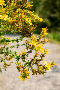 plant
