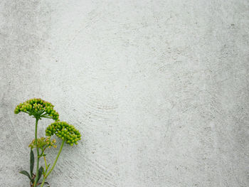 Close-up of plant against blurred background