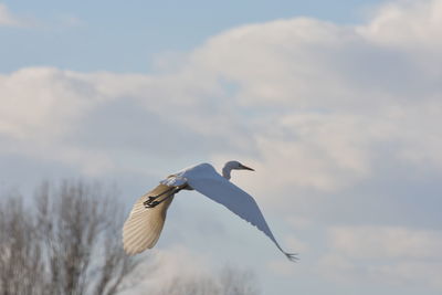 Low angle view of egret flying against sky