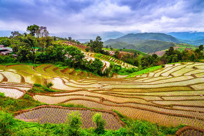 Scenic view of agricultural field against sky