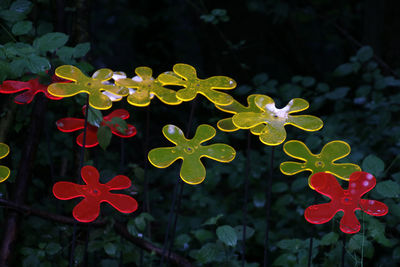 Close-up of plants against blurred background