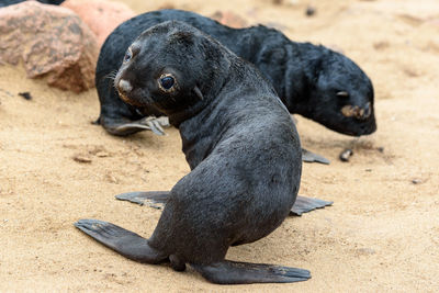 Seal sitting on land