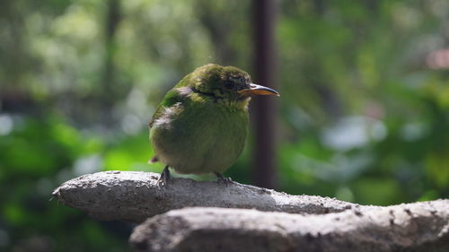 Close-up of bird perching on wood