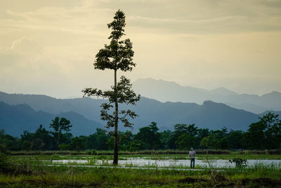 Rear view of man standing on field against sky during sunset