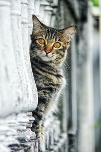 Close-up portrait of a cat