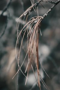 Close-up of dried plant on field