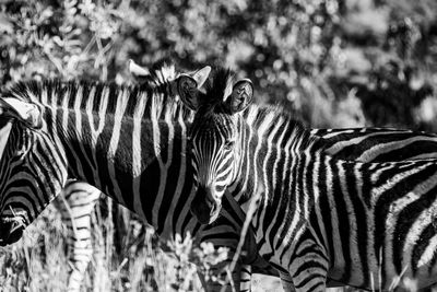 Zebras in a field