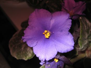 Close-up of flowers blooming outdoors