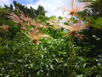 Low angle view of plants growing against sky