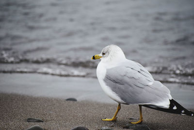 Seagull perching on a beach