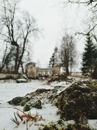 Close-up of snow covered plants on land