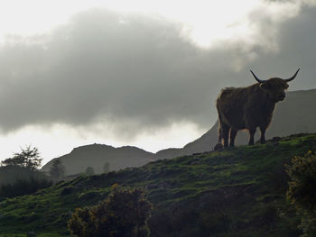 Low angle view of highland cattle on field against cloudy sky