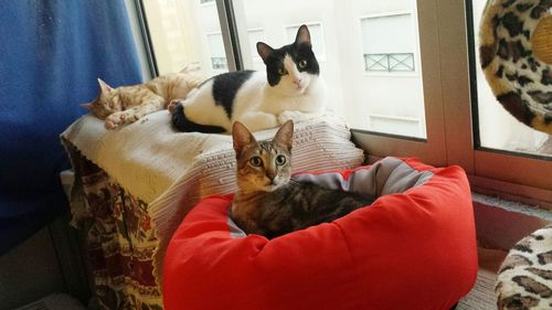Cats resting on pet beds by window