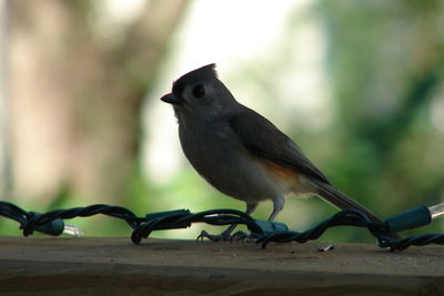 Close-up of bird perching on metal fence